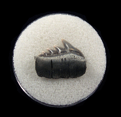 Aurora Notorhynchus shark tooth for sale | Buried Treasure Fossils