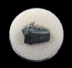 Large Aurora Notorhynchus tooth for sale | Buried Treasure Fossils
