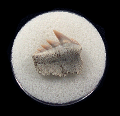 Notorhynchus cepedianus - Sevengill Cow