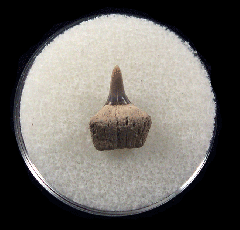 Notorhynchus cepedianus - Sevengill Cow