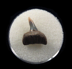 Notorhynchus cepedianus - Sevengill Cow