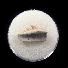Notorhynchus cepedianus - Sevengill Cow