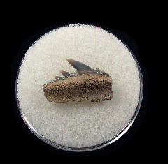 Notorhynchus cepedianus - Sevengill Cow
