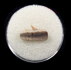 Lee Creek Cow shark tooth for sale | Buried Treasure Fossils