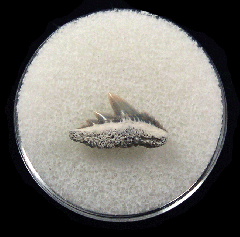 Lee Creek Cow shark tooth for sale | Buried Treasure Fossils