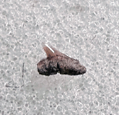 Lee Creek Rhizoprionodon tooth | Buried Treasure Fossils