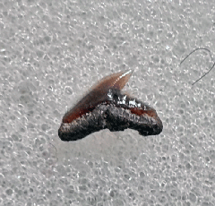 Galeorhinus galeus                      