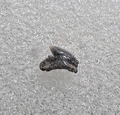 Lee Creek Galeorhinus tooth for sale | Buried Treasure Fossils
