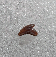 Lee Creek Galeorhinus tooth | Buried Treasure Fossils