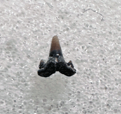Lee Creek Cat shark tooth for sale | Buried Treasure Fossils