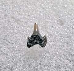 Aurora Scyliorhinus tooth for sale | Buried Treasure Fossils