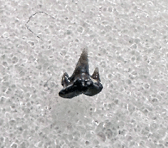 Aurora Scyliorhinus tooth | Buried Treasure Fossils