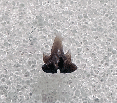 Lee Creek Scyliorhinus tooth | Buried Treasure Fossils