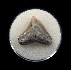 Bull shark tooth 728