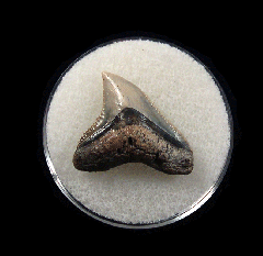Bull shark tooth 728