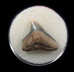 Bull shark tooth 728