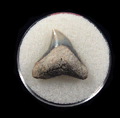 Bull shark tooth 728