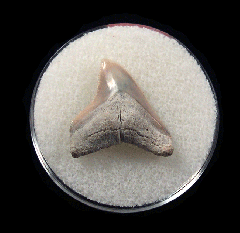Bull shark tooth 728