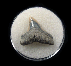 No. Carolina Bull shark tooth for sale | Buried Treasure Fossils