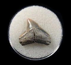 Lee Creek Bull shark tooth for sale | Buried Treasure Fossils