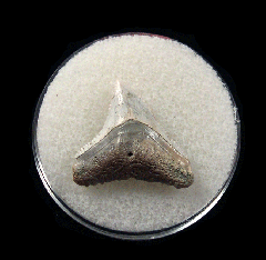 Lee Creek Carcharhinus leucas tooth for sale | Buried Treasure Fossils