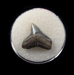 Bull shark tooth 728