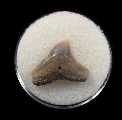 Bull shark tooth 728