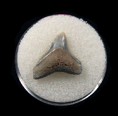 Bull shark tooth 728