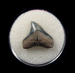 Bull shark tooth 728