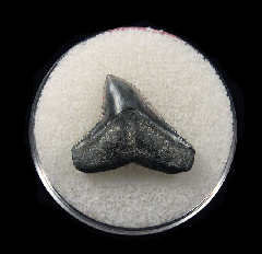 Bull shark tooth 728