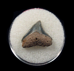Bull shark tooth 728