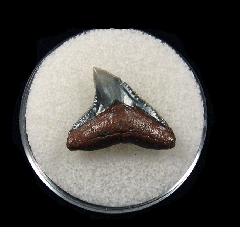 Bull shark tooth 728
