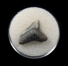 Bull shark tooth 728