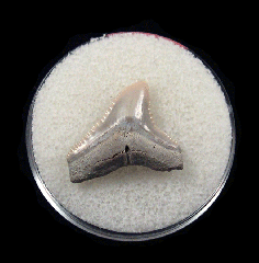 Bull shark tooth 730