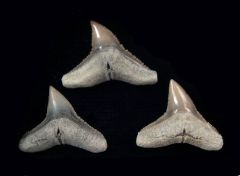Carcharhinus brachyurus