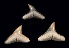 Carcharhinus brachyurus