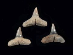 Carcharhinus brachyurus