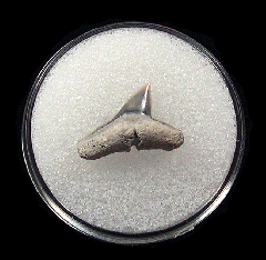 Real Aurora Sphyrna zygaena tooth | Buried Treasure Fossils