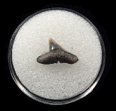 Real Aurora Sphyrna zygaena tooth | Buried Treasure Fossils