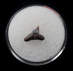 Lee Creek Hammerhead tooth for sale | Buried Treasure Fossils