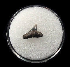 Real Aurora Sphyrna zygaena tooth | Buried Treasure Fossils