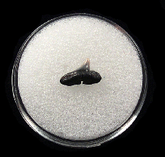 Real Lee Creek Sphyrna lewini tooth for sale | Buried Treasure Fossils