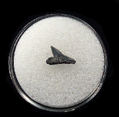 Rare Aurora Hammerhead shark tooth for sale | Buried Treasure Fossils