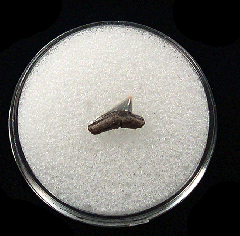 Real Lee Creek Sphyrna lewini tooth | Buried Treasure Fossils