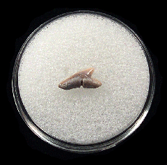 Real Lee Creek Sphyrna lewini tooth | Buried Treasure Fossils