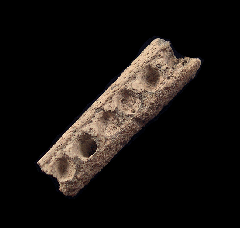 Lee Creek Dolphin jaw section for sale | Buried Treasure Fossils