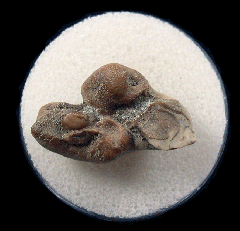 Lee Creek Dolphin ear bone| Buried Treasure Fossils