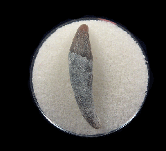 Quality Lee Creek Dolphin tooth for sale | Buried Treasure Fossils