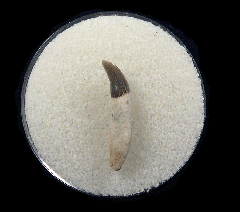 Aurora Dolphin tooth for sale | Buried Treasure Fossils
