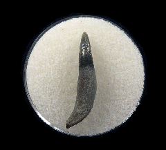 Lee Creek Dolphin tooth | Buried Treasure Fossils